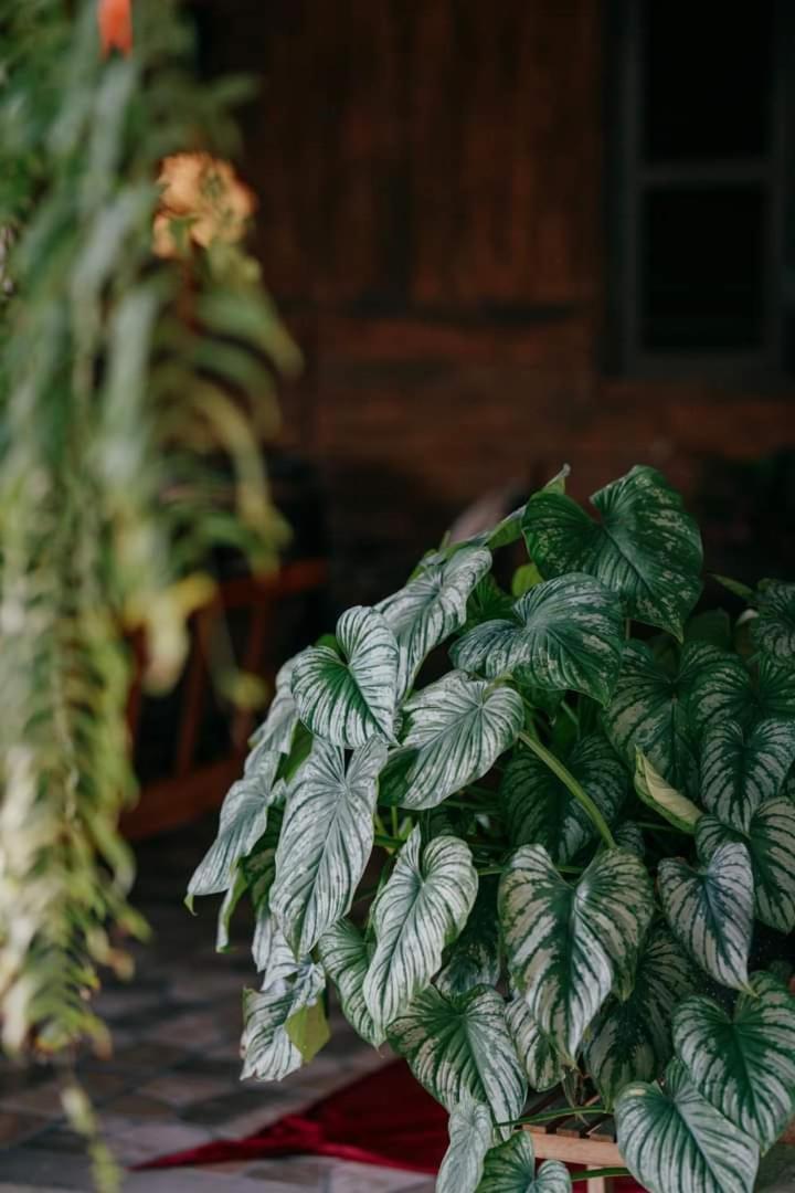 Harmony Garden - Home And Coffee Хюе Екстер'єр фото